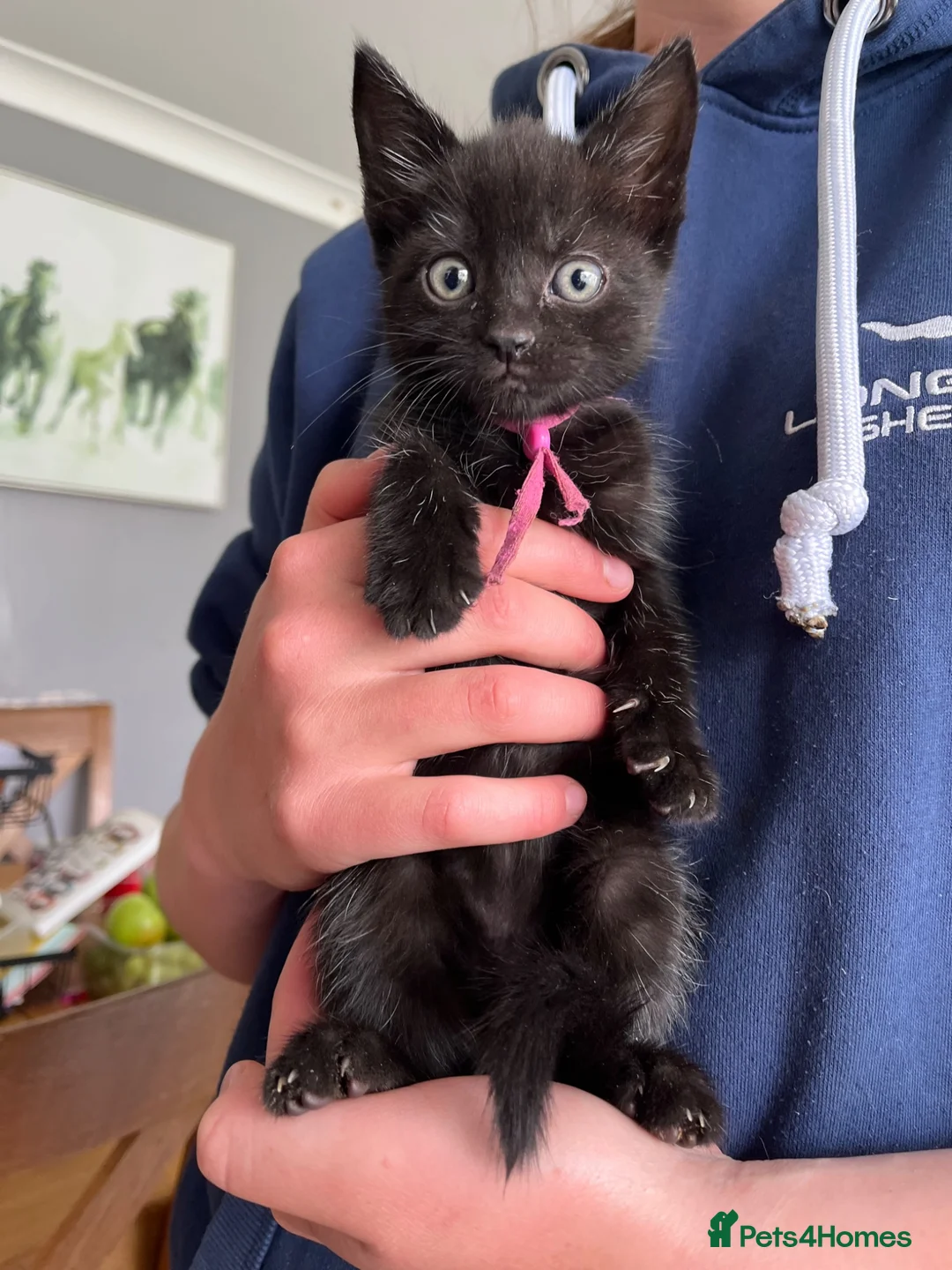 Mixed Breed cats for sale: 5 Mixed breed kittens - Advert 6
