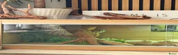 Bearded Dragon reptiles for sale: Bearded dragon and full set up  - Advert 2