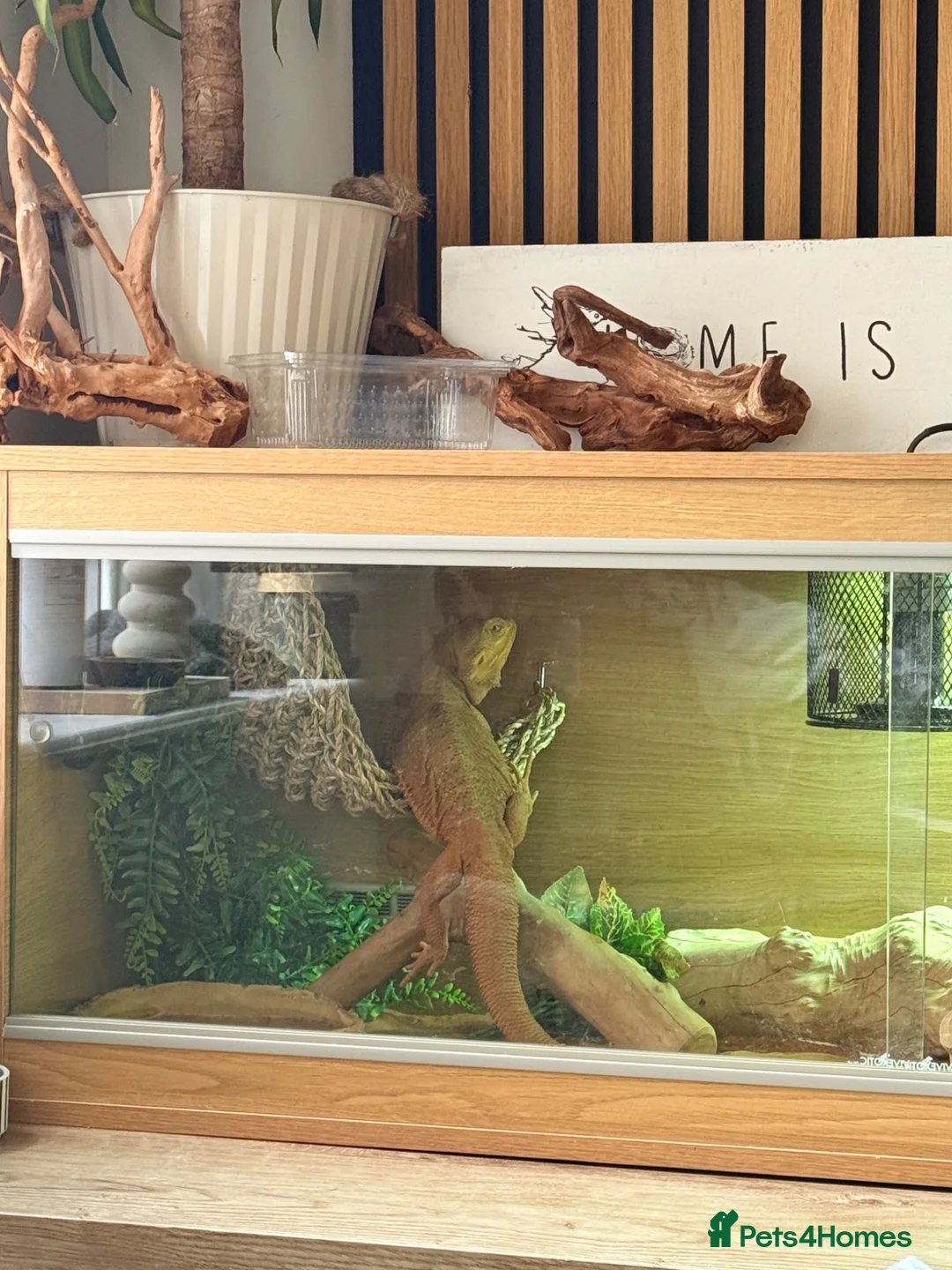 Bearded Dragon reptiles for sale: Bearded dragon and full set up  - Advert 2