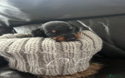 Miniature Dachshund dogs for sale: Gorgeous mini dachshund puppies  - Image 3
