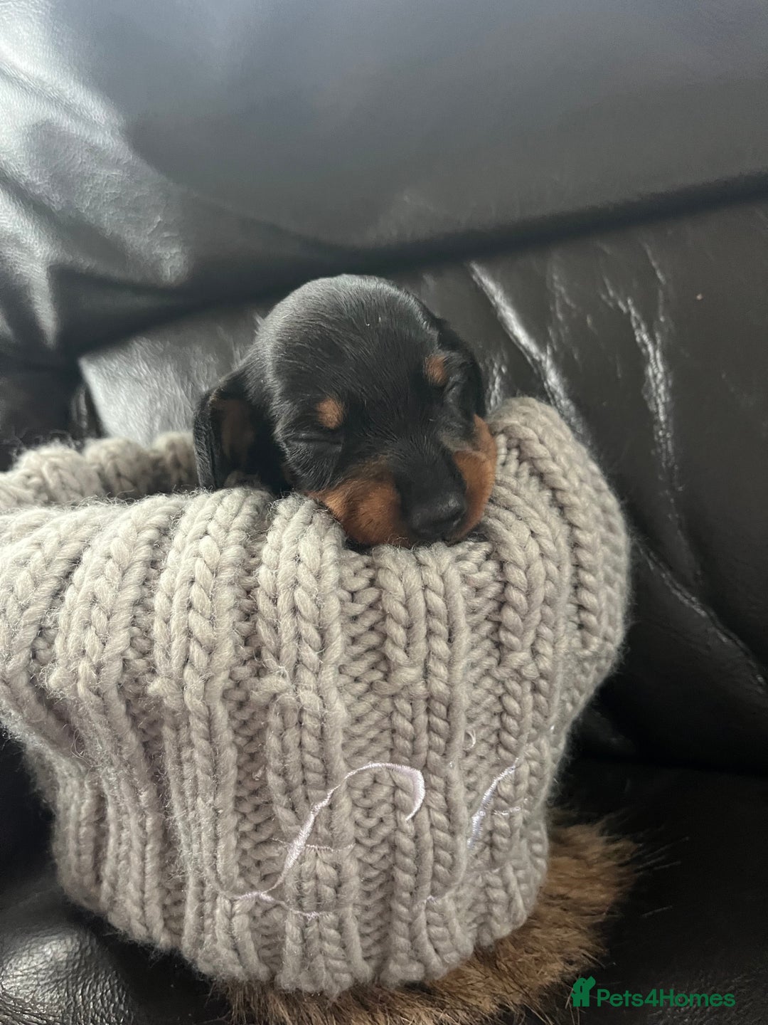 Miniature Dachshund dogs for sale: Gorgeous mini dachshund puppies  - Image 3