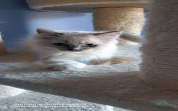 Ragdoll cats for sale: GCCF reg Ragdoll kittens  - Image 9