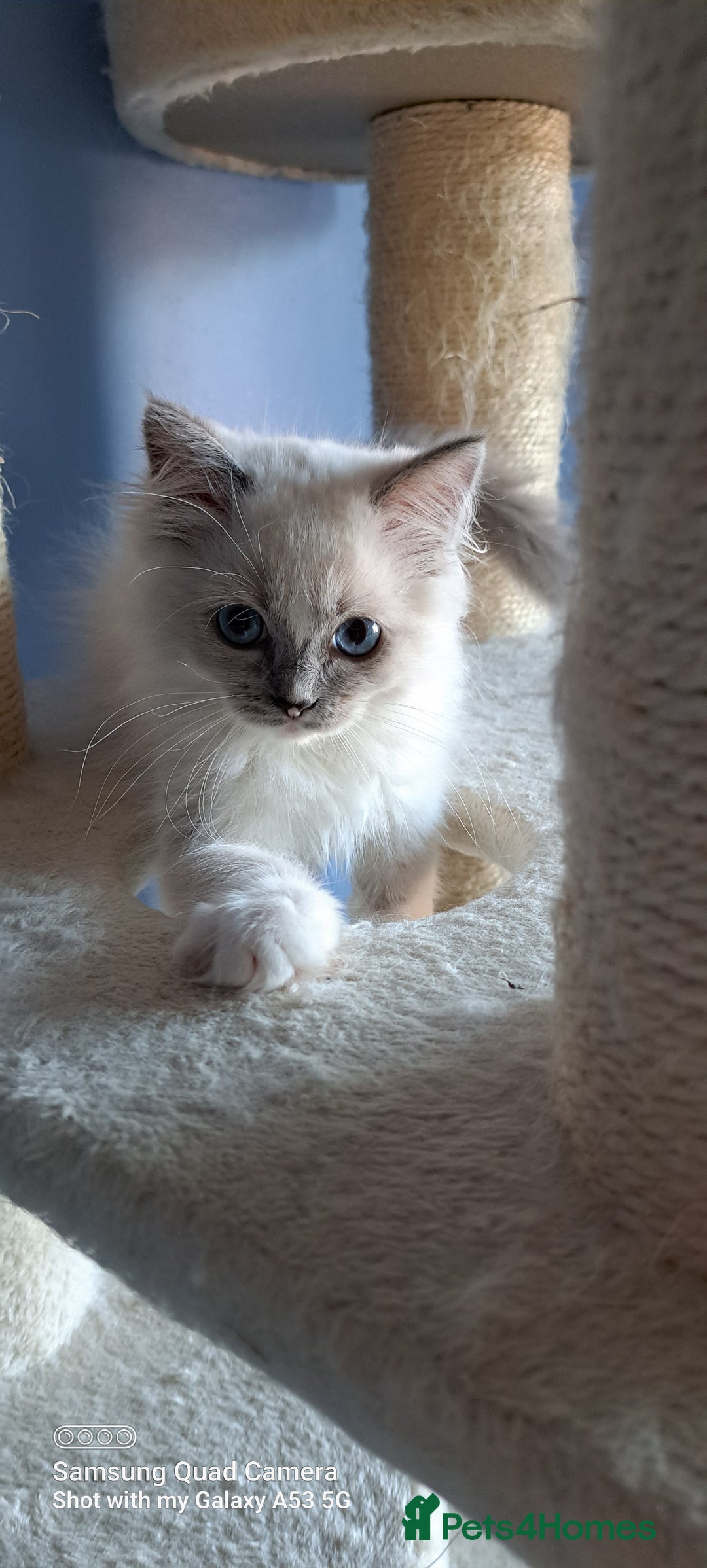 Ragdoll cats for sale: GCCF reg Ragdoll kittens  - Image 9