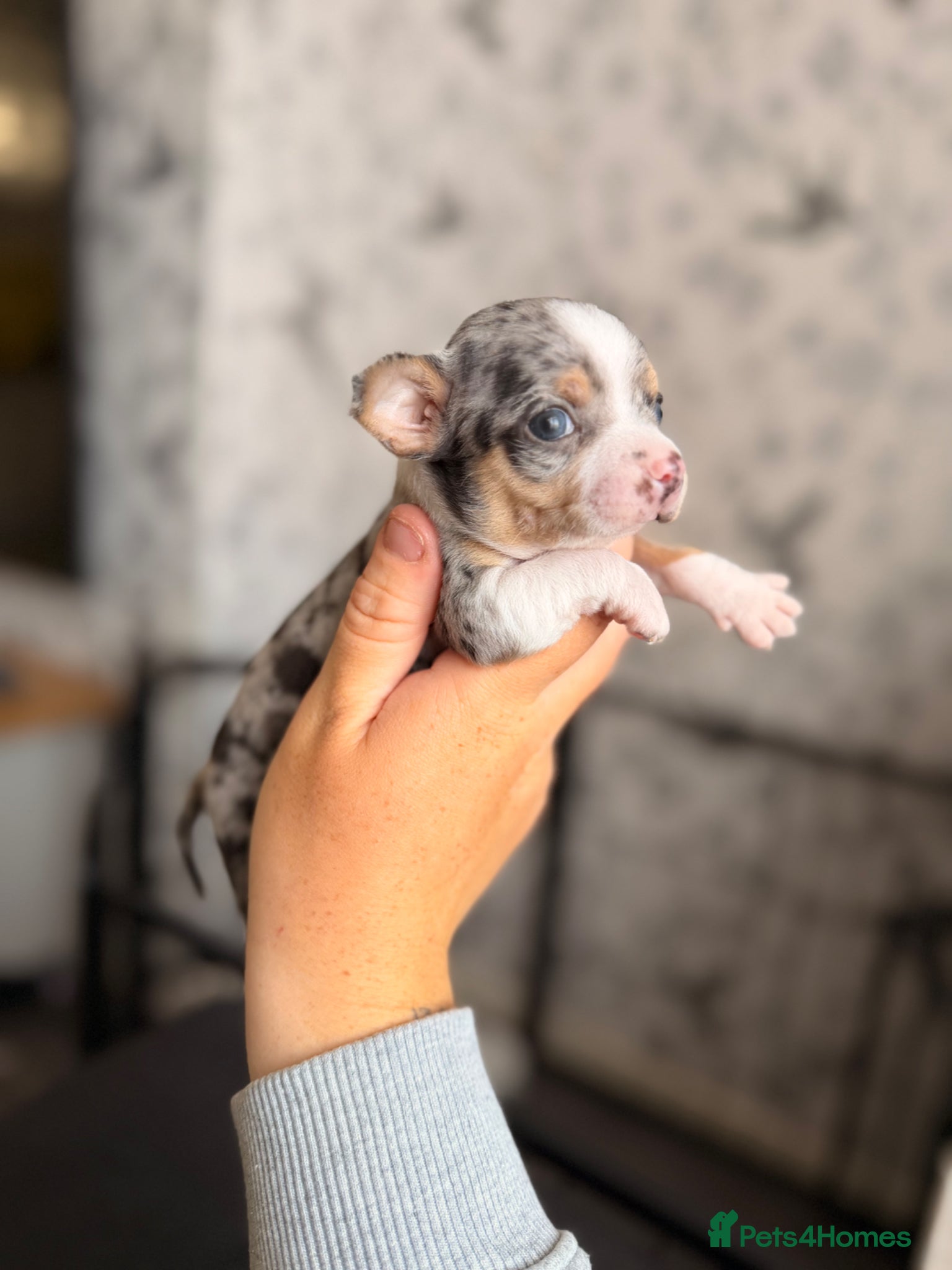 Chihuahua dogs for sale: Two male chihuahua puppies - Advert 5