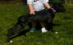 Mixed Breed dogs for sale: Lurcher  - Image 2
