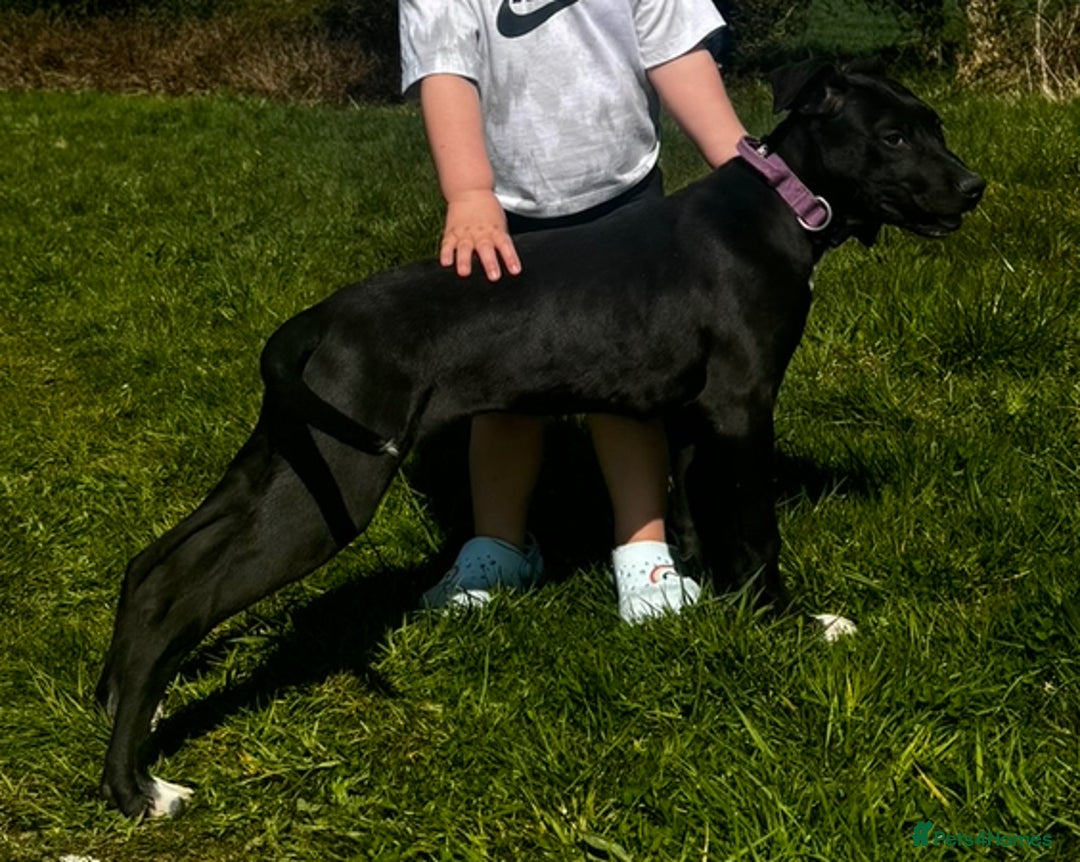 Mixed Breed dogs for sale: Lurcher  - Image 2