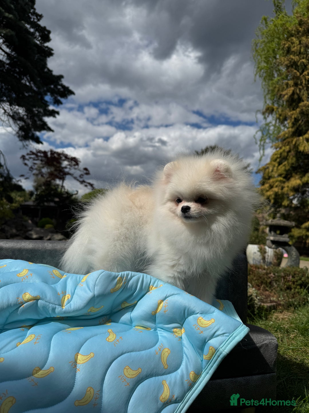 Pomeranian dogs for sale: Pomeranian Last Boy - Image 31