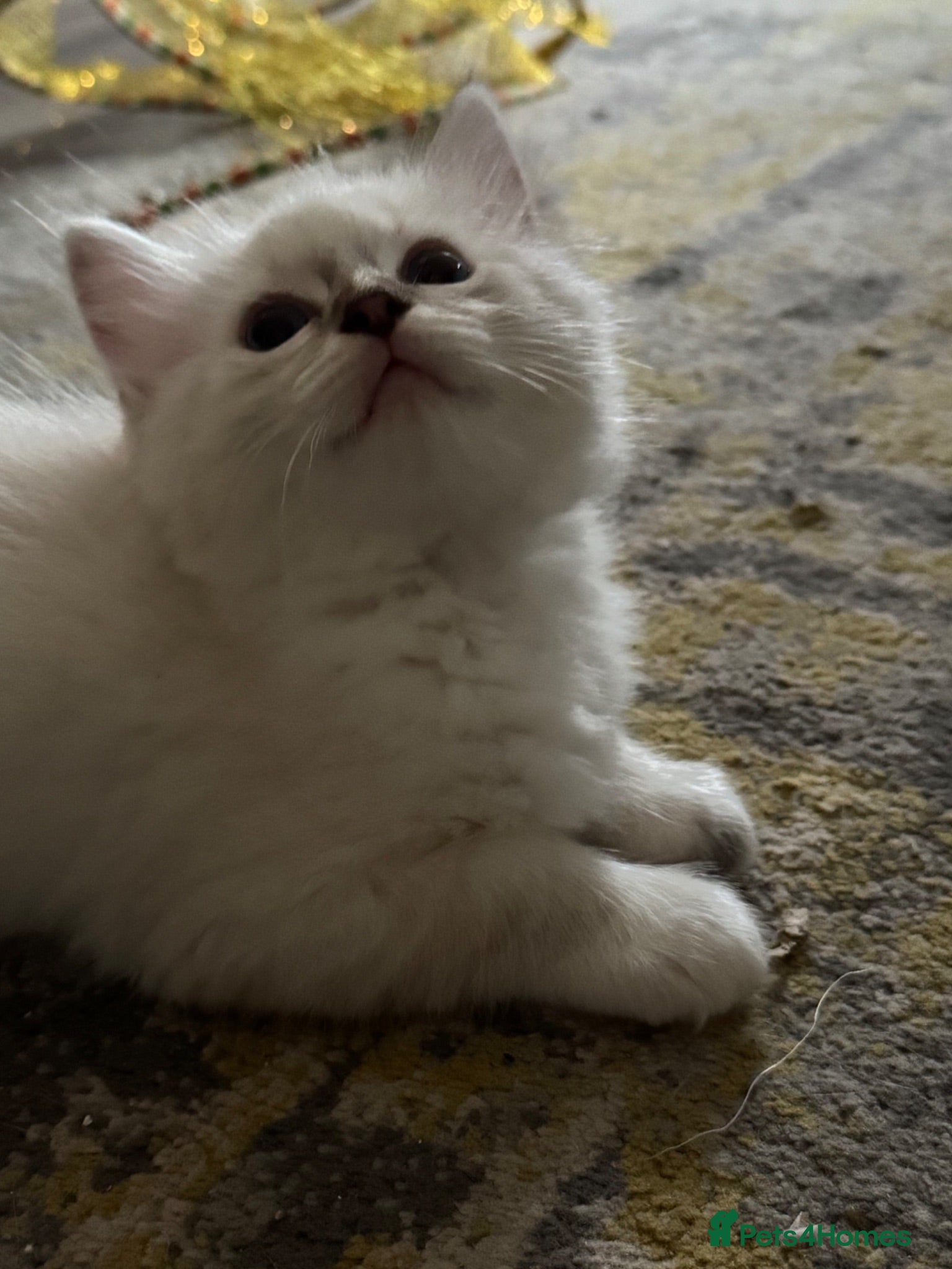 Ragdoll cats Classic & Mink Ragdoll Kittens - Advert 2