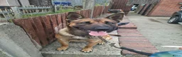 Mixed Breed dogs for sale: Puppies  in Dudley - Advert 2