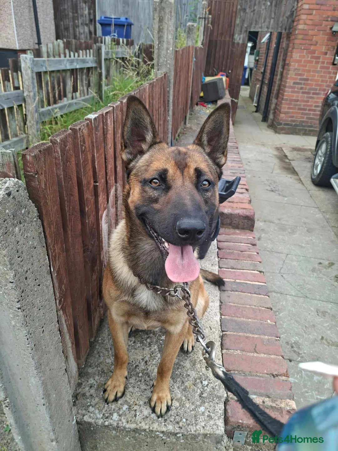 Mixed Breed dogs for sale: Puppies  in Dudley - Advert 2