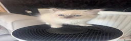 Ragdoll cats for sale: Pure Ragdoll Boys Available now  - Advert 27
