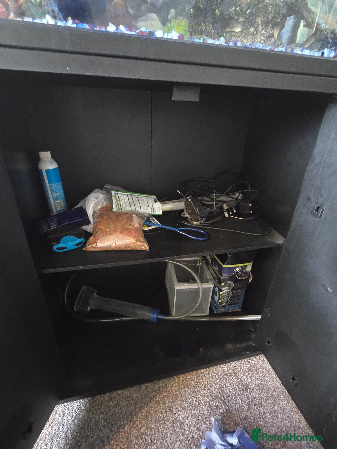 Barbs fish for sale: Tropical fish tank and fish  - Advert 2