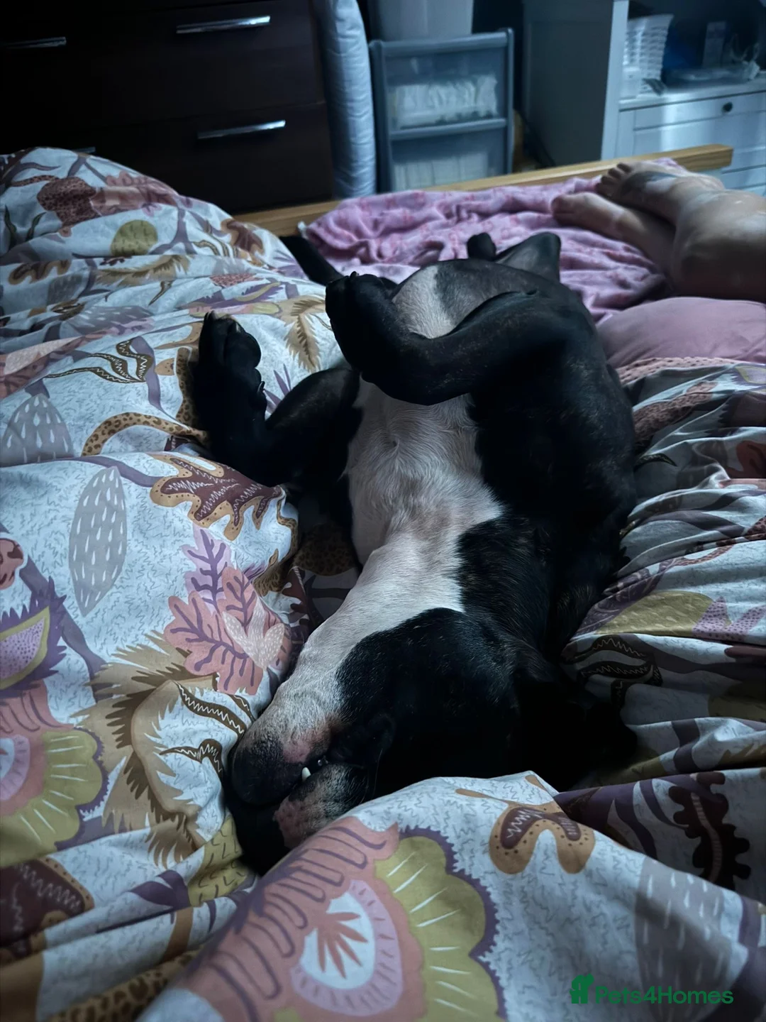 Staffordshire Bull Terrier dogs for sale: Rehome staffordshire  in Chelmsford - Advert 2