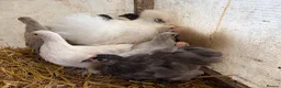 Hens poultry for sale: Pekin hens - Advert 5