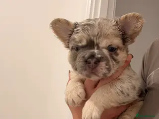 French Bulldog dogs fluffy French bulldogs - Advert 1