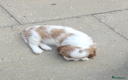 Cavalier King Charles Spaniel dogs for sale: Male Cavalier King Charles spaniel  - Image 18