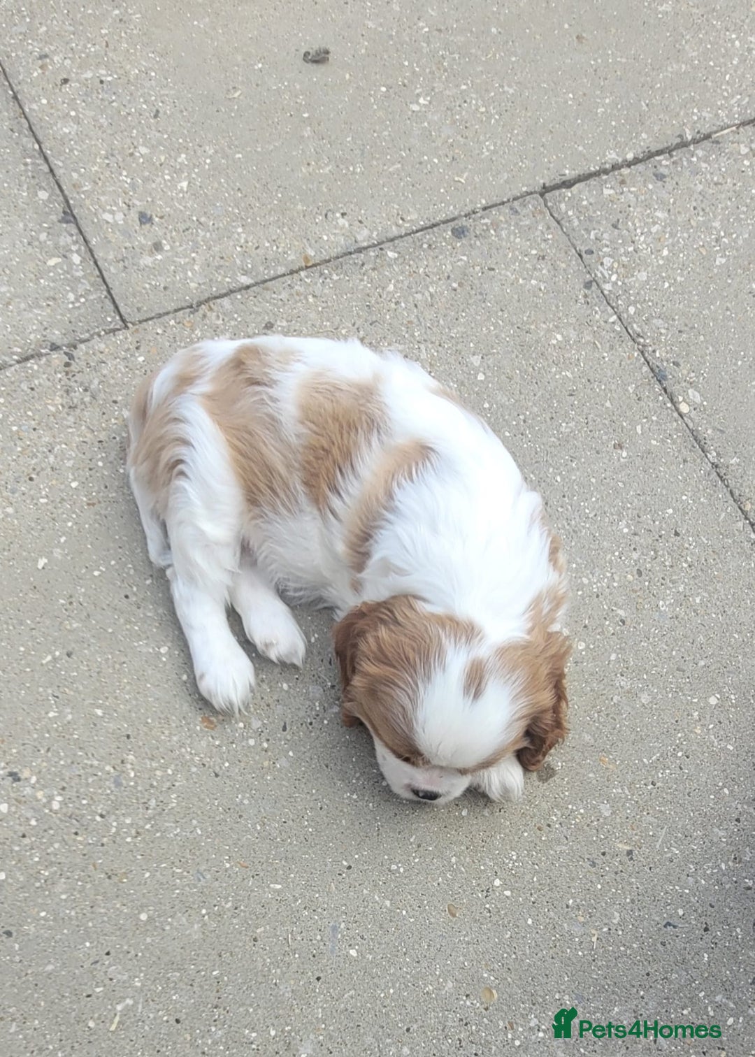 Cavalier King Charles Spaniel dogs for sale: Male Cavalier King Charles spaniel  - Image 18