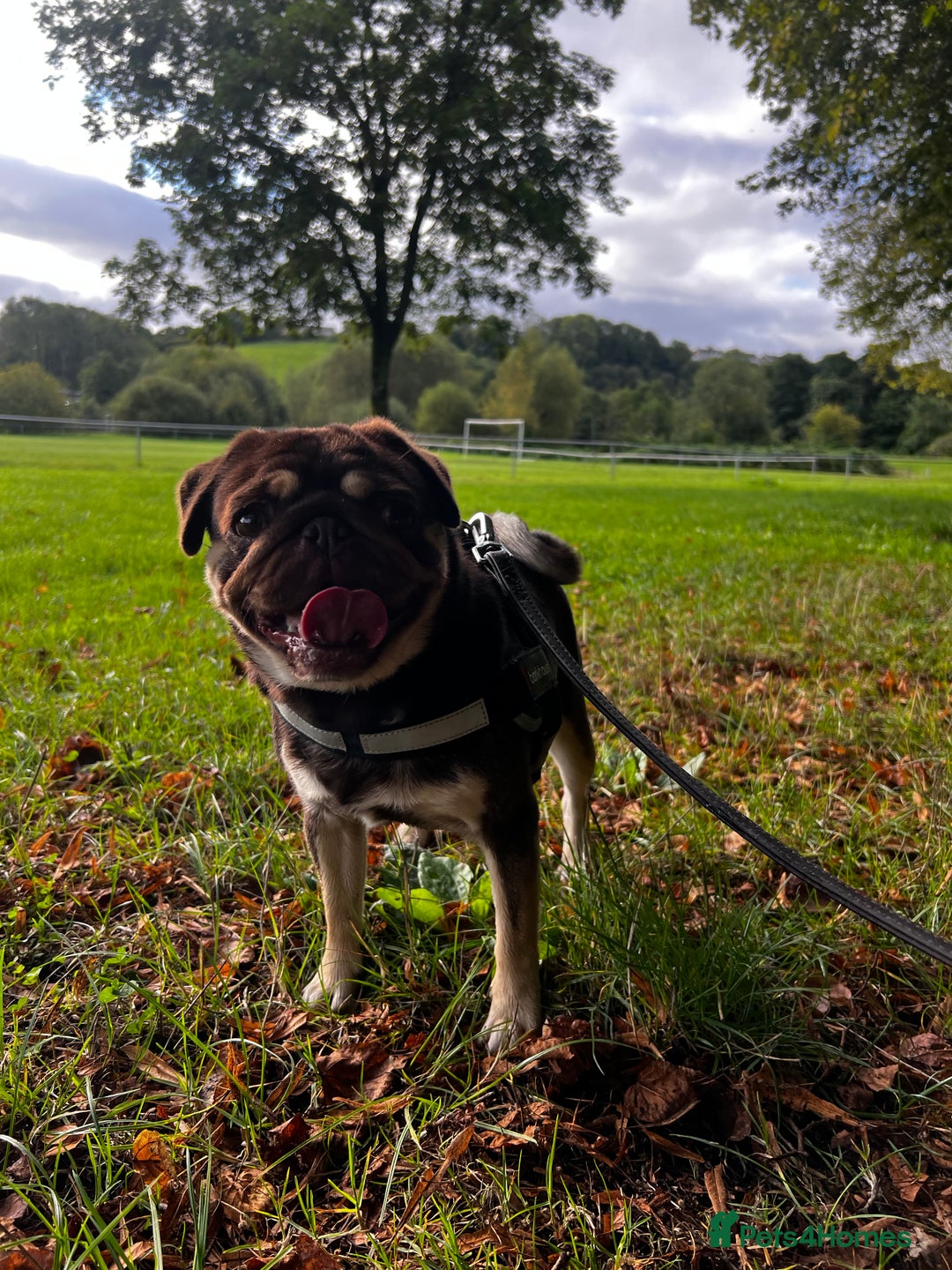 Pug dogs for sale: Kc reg 3 year old chocolate pug  - Advert 15