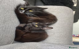Mixed Breed cats for sale: REHOMING mother and daughter duo  - Image 2