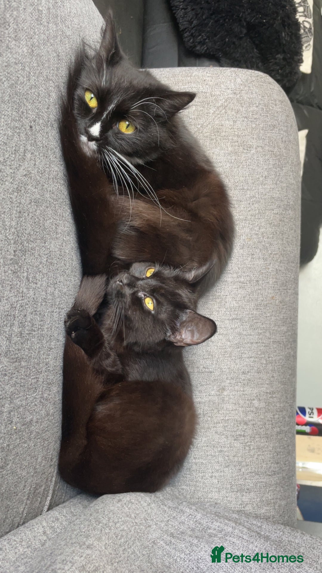 Mixed Breed cats for sale: REHOMING mother and daughter duo  - Image 2
