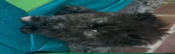 Persian cats for sale: Rare coloured Persian kitten ready to leave - Advert 30