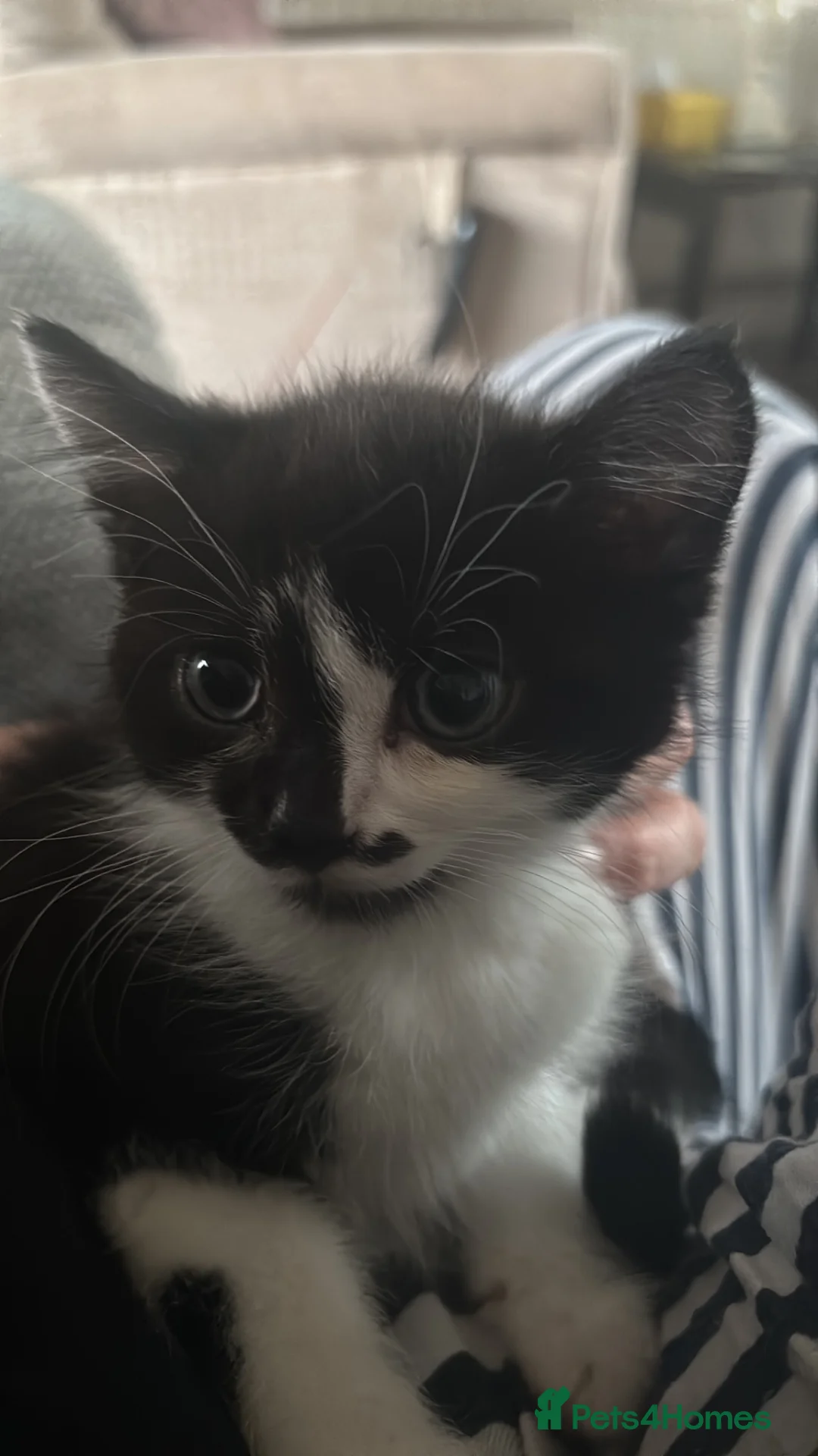 Mixed Breed cats for sale: Boy kitten for sale - Advert 5