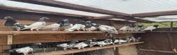 Pigeons birds for sale: Pakistani high flyers for sale  - Advert 2
