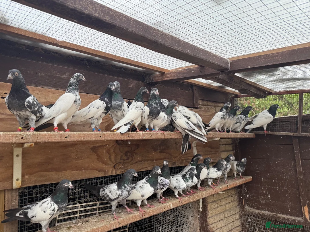 Pigeons birds for sale: Pakistani high flyers for sale  - Advert 2