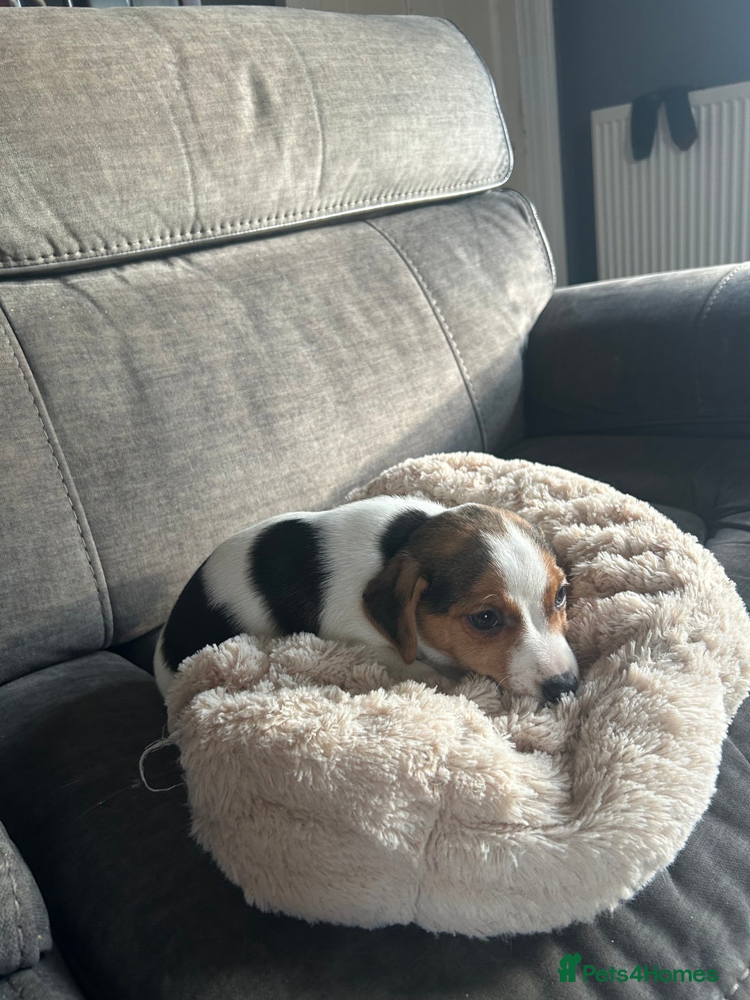 Jack Russell dogs for sale: Jack Russell pups  - Image 12