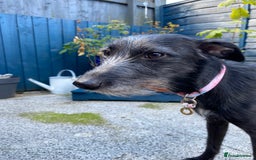 Whippet dogs for sale: Whippet/bedlington + whippet/collie - Image 10