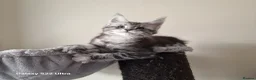Maine Coon cats for sale: Licensed breeder-maine coon kittens - Advert 6
