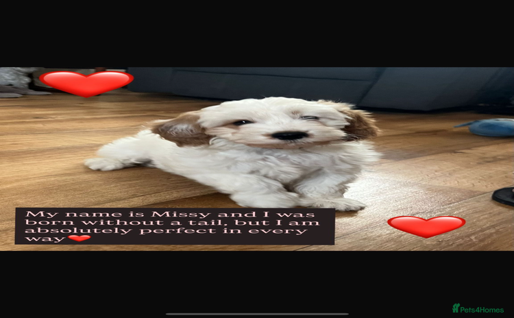 Cavapoo dogs - Advert 10