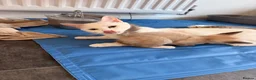 Ragdoll cats for sale: 4 beautiful ragdol x kittens  - Advert 1