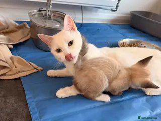 Ragdoll cats 4 beautiful ragdol x kittens - Advert 1