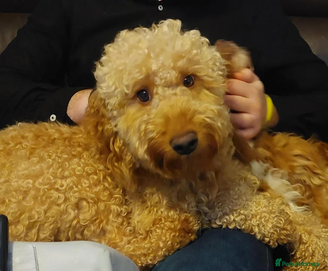 Cockapoo dogs for stud: Beige cockapoo F1b for stud in Coalville - Advert 3