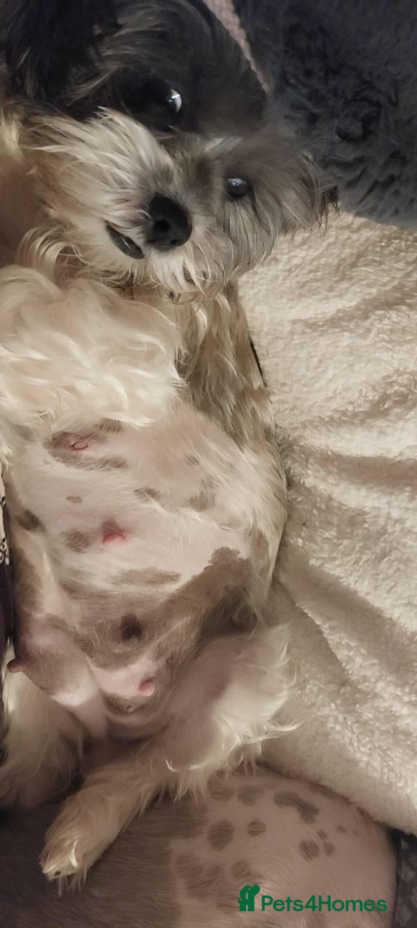 Mixed Breed dogs Pug-Tzus    shugs    shit tzu x pugs  - Advert 2