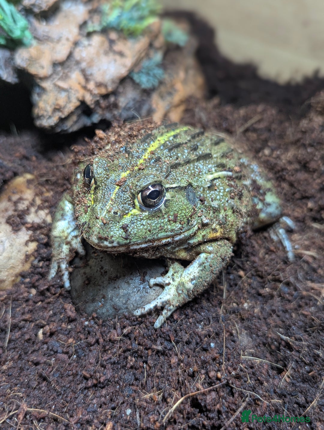 Bearded Dragon reptiles for sale: Variety of reptiles  - Advert 8