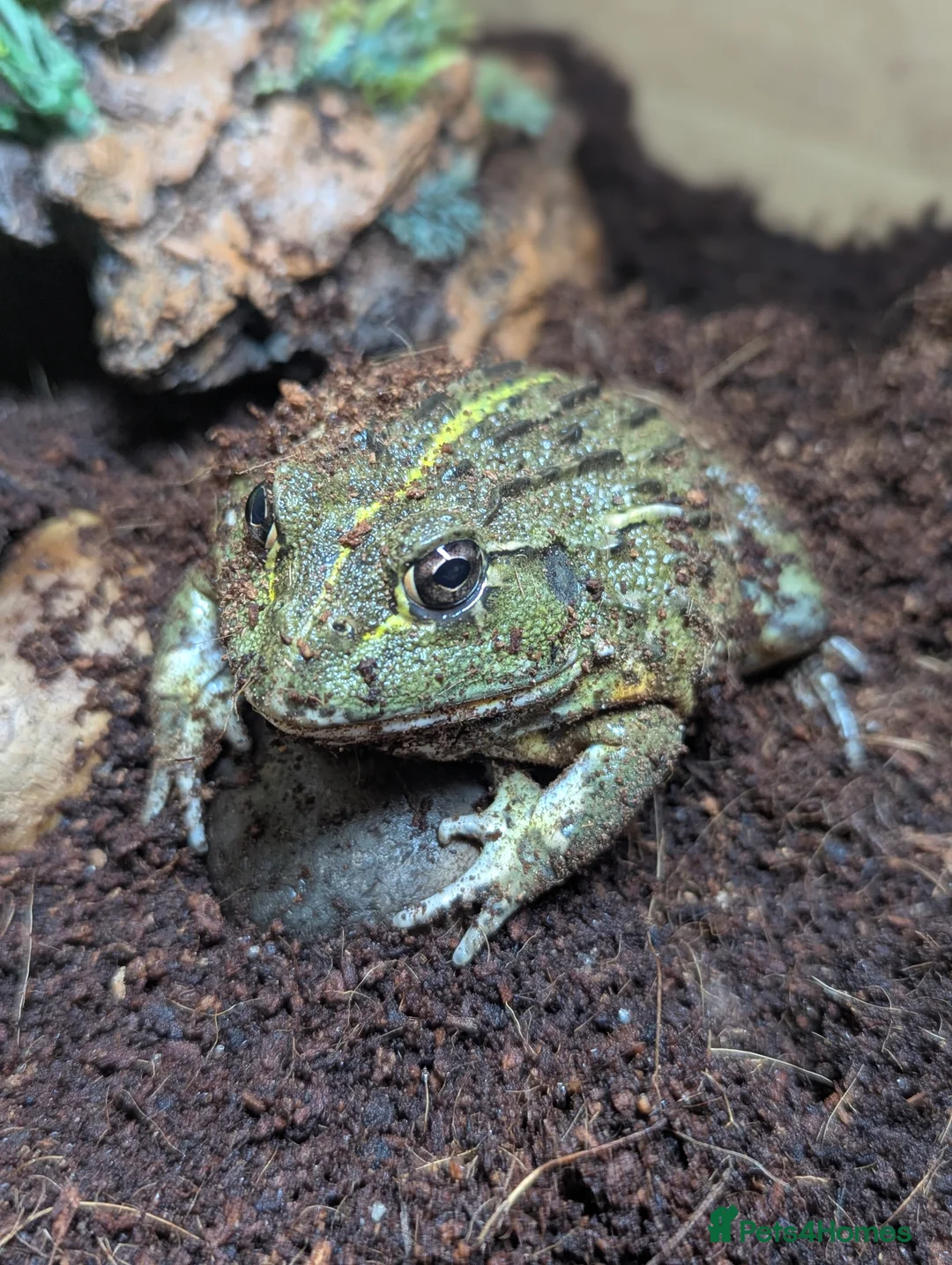 Bearded Dragon reptiles for sale: Variety of reptiles  - Advert 10