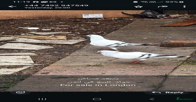 Pigeons birds - Advert 1