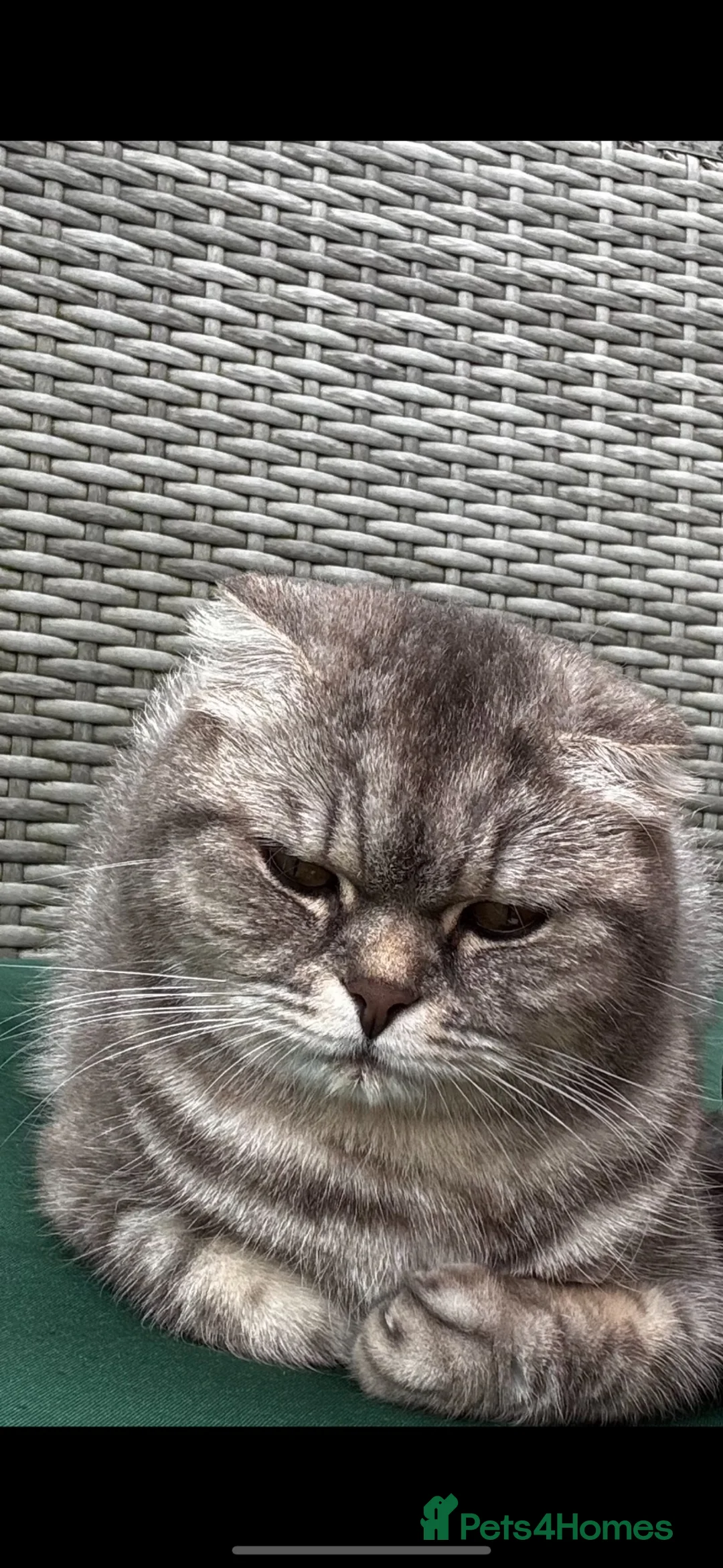 British Shorthair cats for sale: 4 kittens - Advert 2