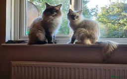 Ragdoll cats for sale: Ragdoll Kittens for Sale - Image 16