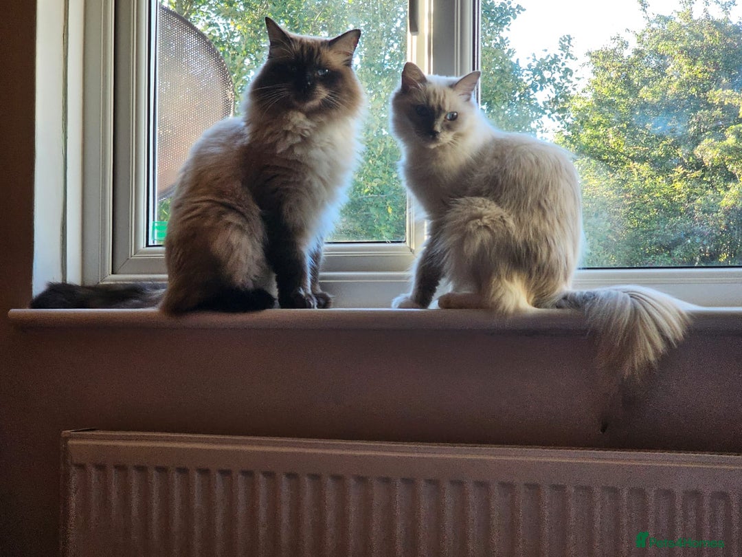 Ragdoll cats for sale: Ragdoll Kittens for Sale - Image 16