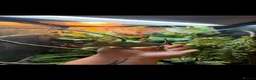Chameleon reptiles for sale: Yemen Veiled Chameleon  in Dover - Advert 2