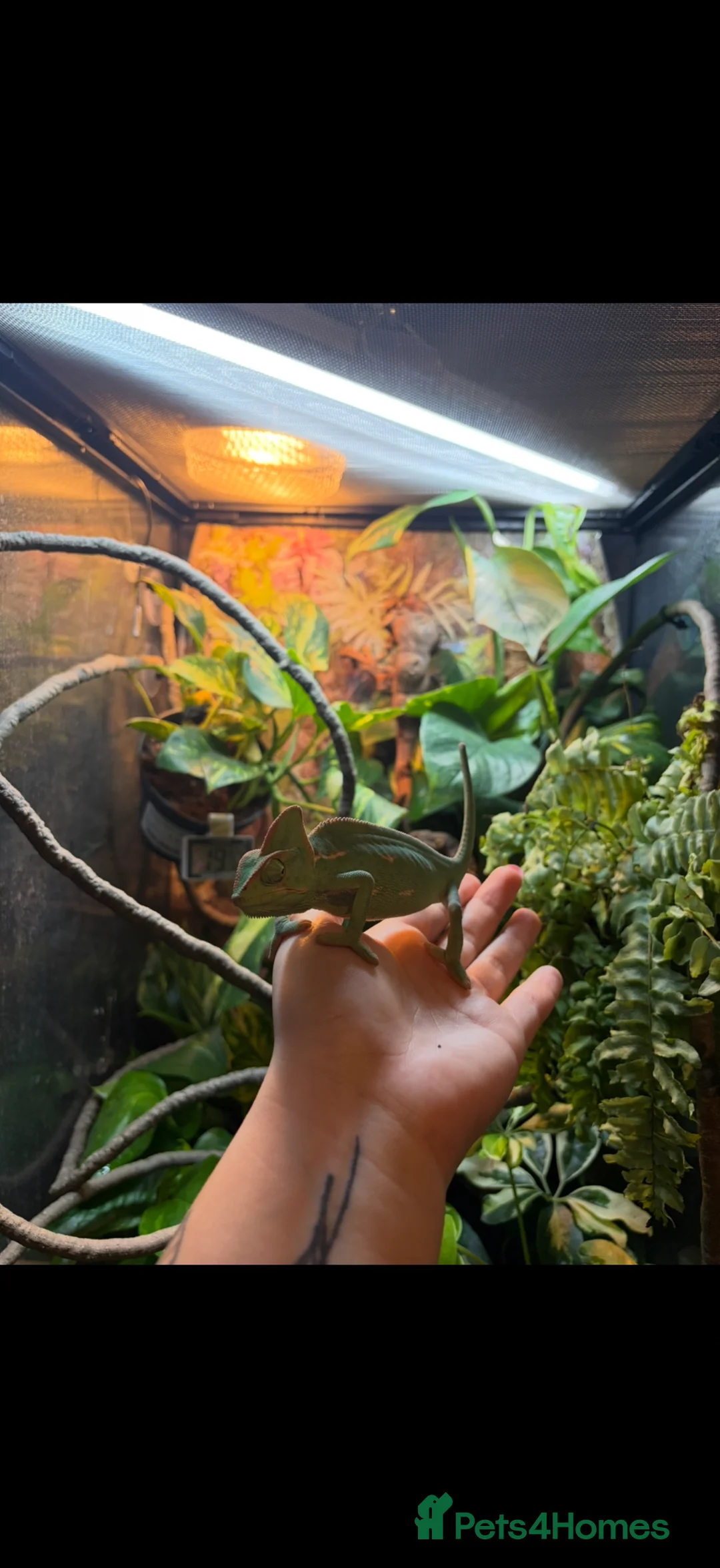 Chameleon reptiles for sale: Yemen Veiled Chameleon  in Dover - Advert 2