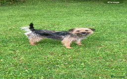 Border Terrier dogs for sale: BORDER TERRIER PUPPIES - Image 3