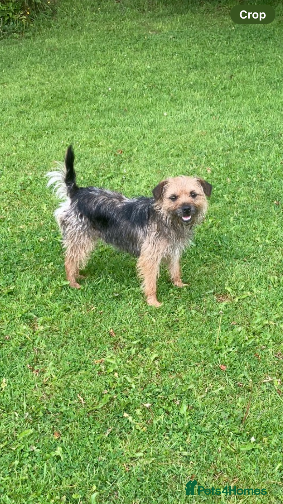 Border Terrier dogs for sale: BORDER TERRIER PUPPIES - Image 3