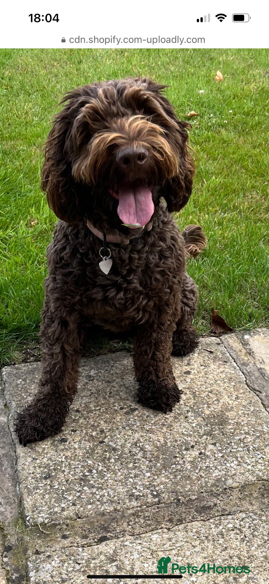Cockapoo dogs Cute Cockerpoo pups for sale - Advert 1