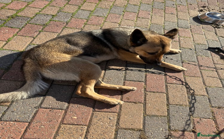 German Shepherd dogs - Advert 14