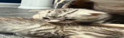 Domestic Shorthair cats for sale: Silver Tabby Kittens  - Advert 11