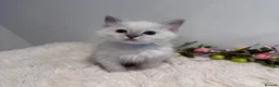 Ragdoll cats for sale: Beautiful TICA registered Ragdoll kittens  - Advert 9